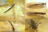 Distoleon tetragrammicus